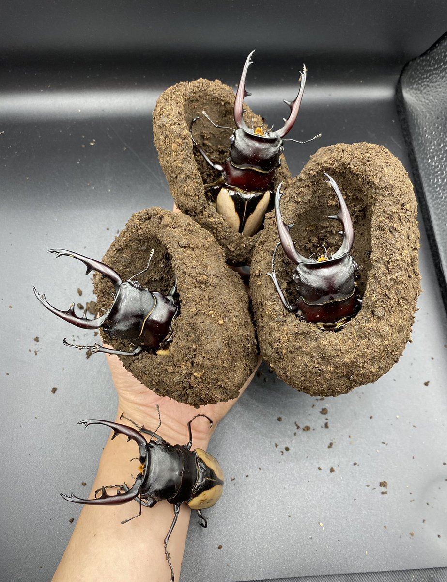 皮特玩自然 tweet media