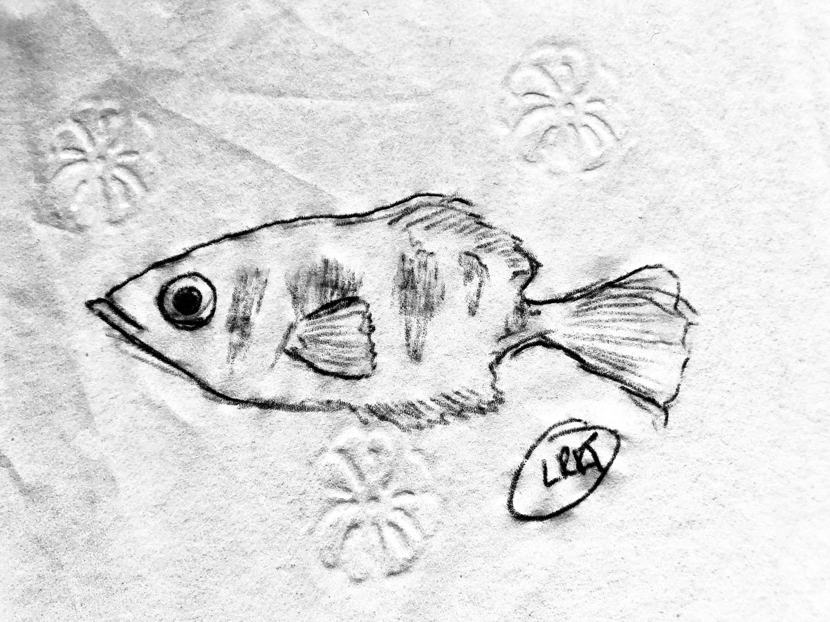 A joint submission for the archerfish theme of todays #SundayFishSketch. The archerfishes are amazingly accurate and control their predatory jet stream through precise opercular and mouth movements. #sciart #fishytheme