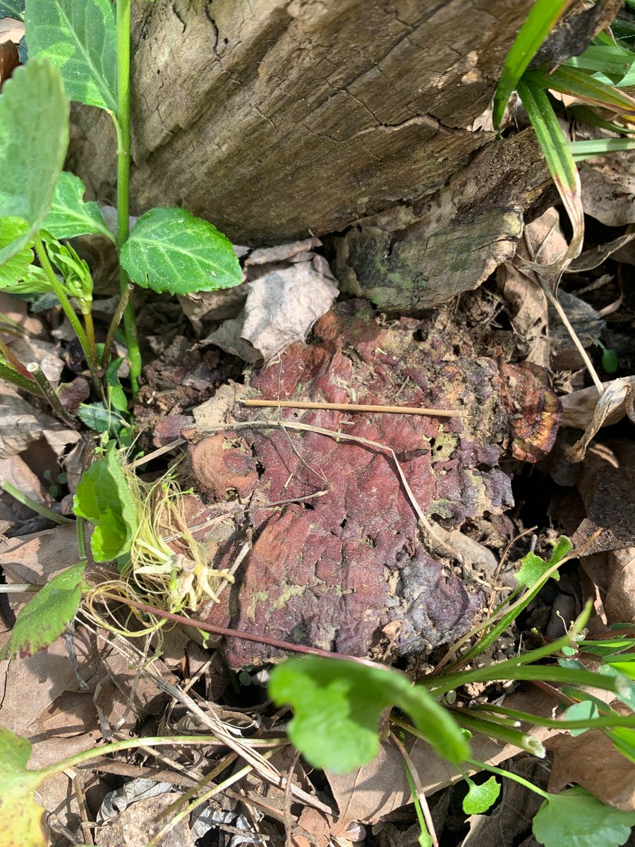 rOracle888's tweet image. Foraging in the forest. 🧚🏼‍♀️ 
Lucky find today = #Reishi 🍄 
#lingzhimushroom #ganodermalucidum 
#mushroomhunter #reishimushroom
