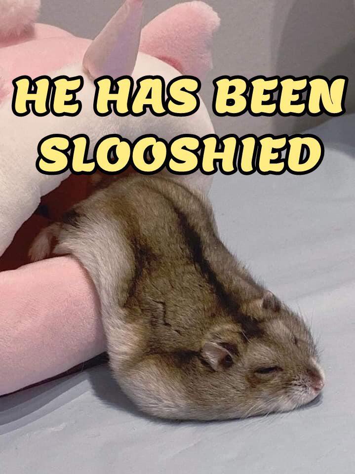 ✦༺ 𝙕𝙪𝙯𝙪 ( new 📍) (@forctls) on Twitter photo 