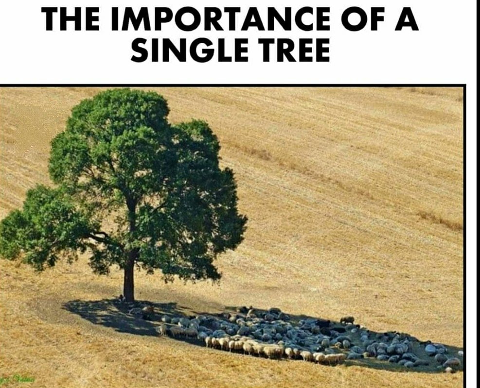 VinodYadavS_87's tweet photo. ✨✨ Kisi bhi chij ki important tab jyada hoti hai jab vo chije hamare pash nahi hoti hai ab ish tree 🌲 ko hi dekh lijiye ye akele hi kitne sare animals ko apni chav de raha hai duniya mein har chij ki important hai aur har chij special hai sab kuch ✨✨#EverythingIsImportant https://t.co/ZxuIaI8jxV