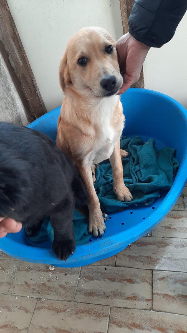 EnnioRe's tweet photo. Ciao a tutti, mi trovo in provincia di Caserta. Mi chiamo Antimo e sono un cucciolo di futura taglia media. Sono affettuoso, socievole e giocherellone. Chi mi vuole adottare, Chiami Chiara 3468760522 Grazie!!! ❤️❤️ https://t.co/vAVKohmV9K