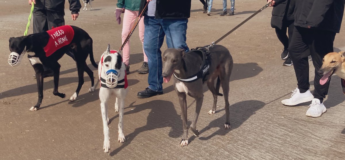 Greyhound Rescue Fife tweet media
