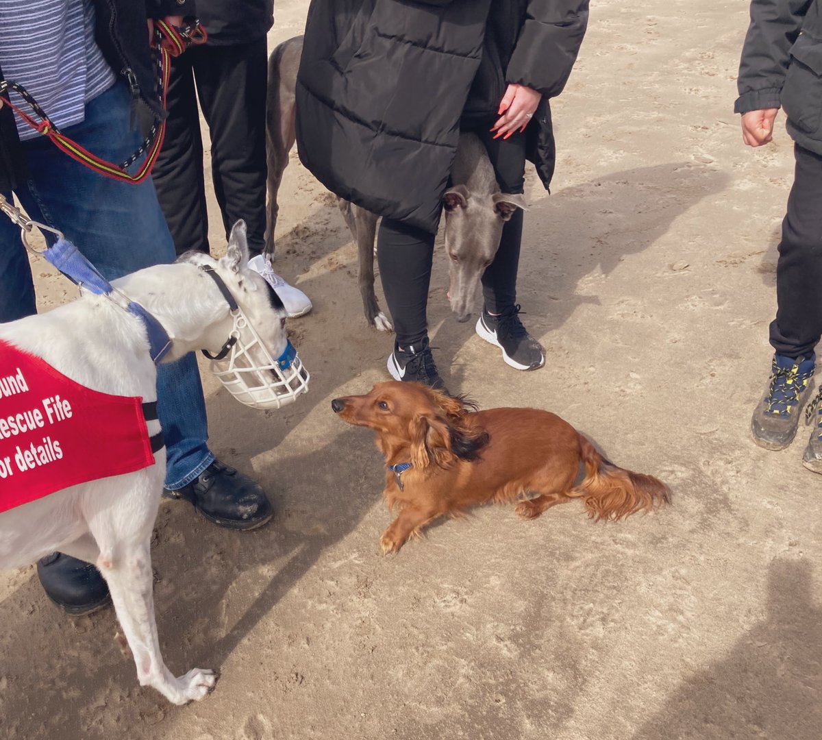 Greyhound Rescue Fife tweet media