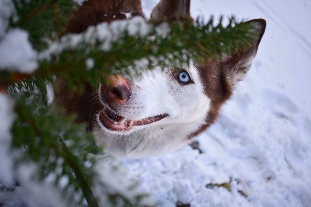 Peekaboo ! 👋 
Hiiiiii 😍 

#DogsAreFamily #dogsoftwitter #twitterdogs
