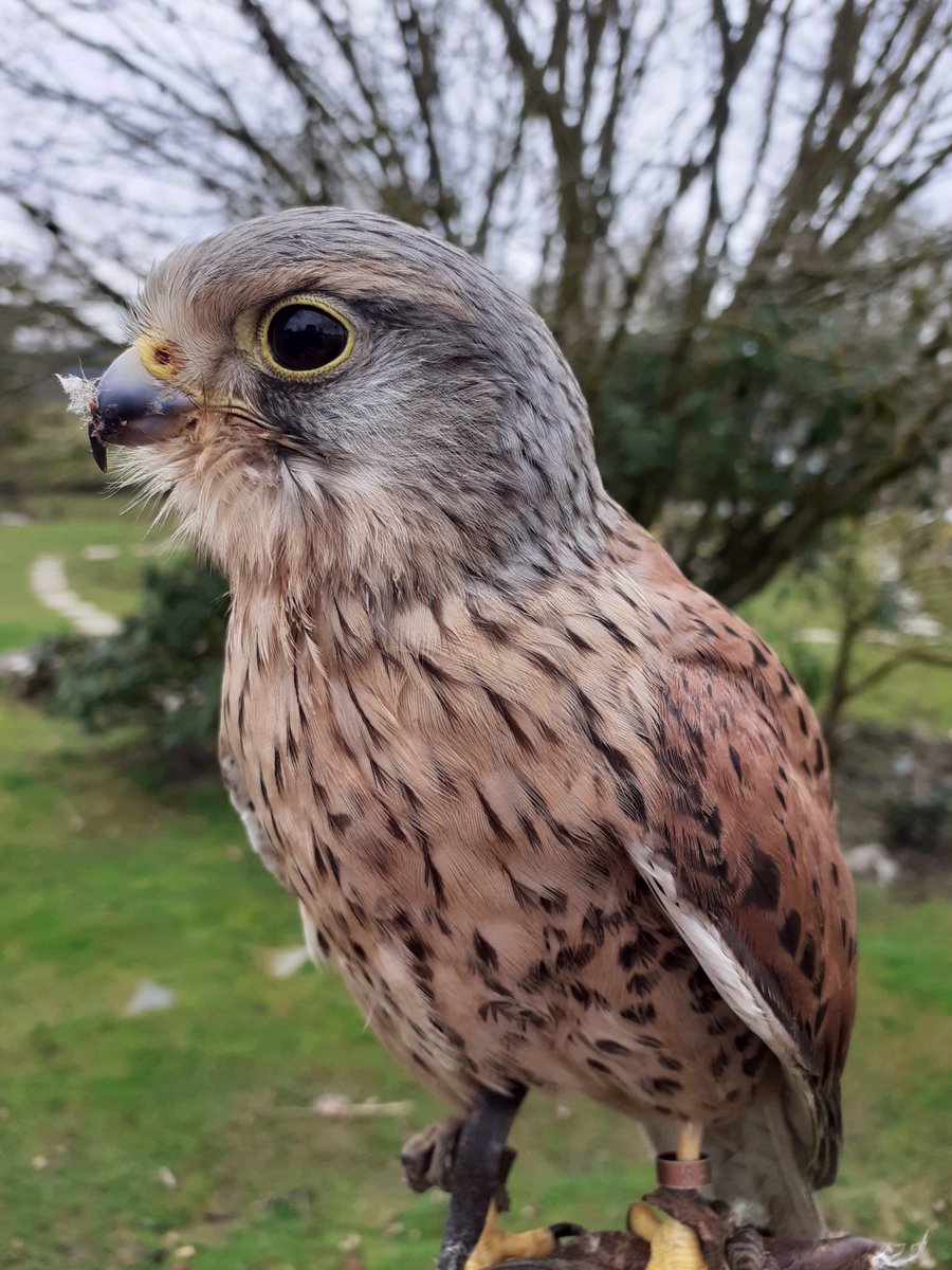Kintailbop's tweet photo. Well it is Sunday so a very chilled out Kestrel “Peanut” @Kintailbop . #argyll #argyllandbute #falconryargyll #lochawefalconry #lochawefalconryexperience #lochawe #kestrel #thingstodoargyll https://t.co/IYLqM0aA1l