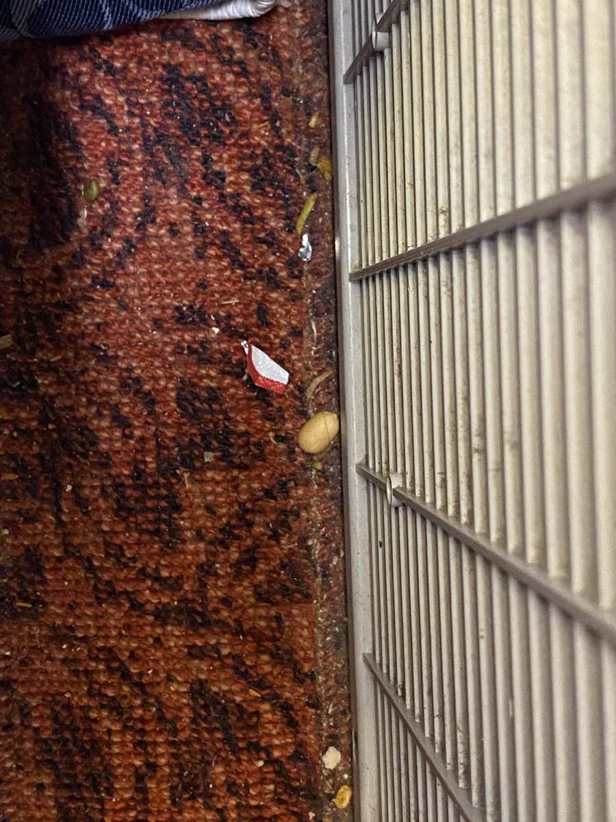 prachichd's tweet photo. Just boarded an international @airindiain flight. Dirty, damaged and unkept. #dirty #disappointed #AirIndia https://t.co/vMAKKRyExb