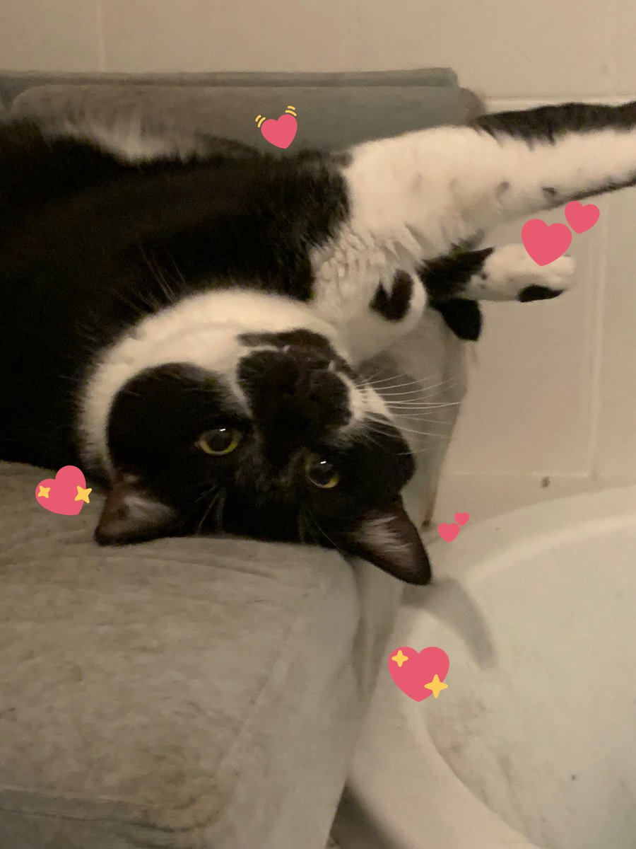 arosybud's tweet photo. Fuk u lol♥️        vs            Poltergeist

#petsforcorpse @CORPSE #POLTERGEISTPARTY #corpsetwt 🖤 https://t.co/kKk7Zyeakf