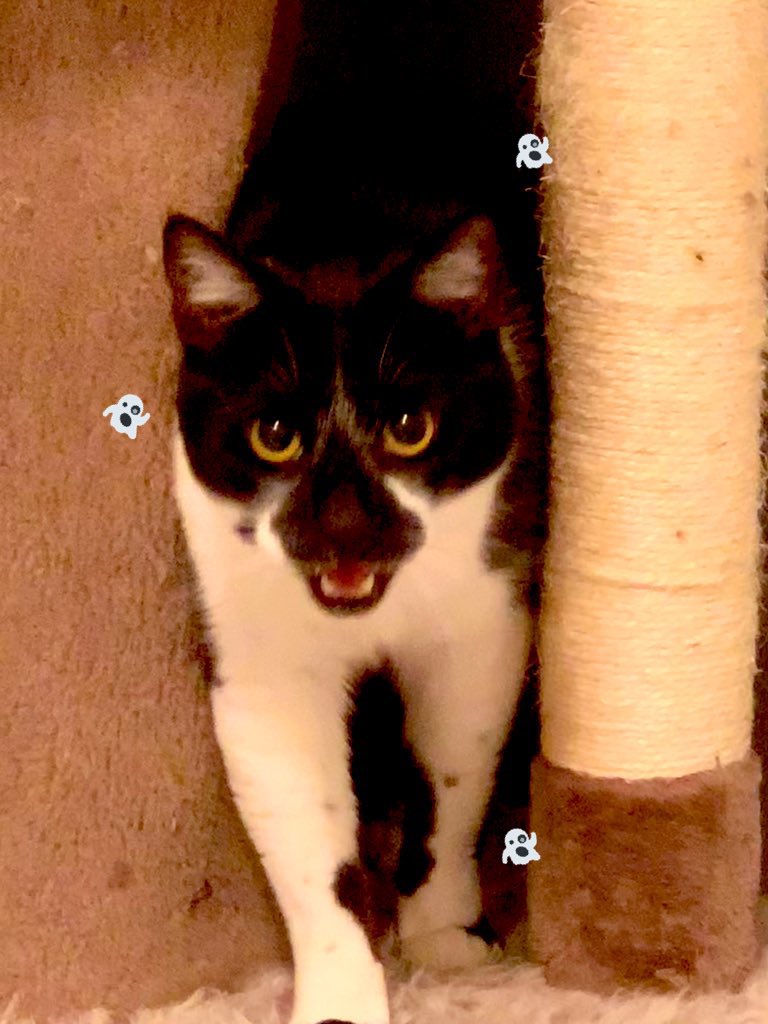 arosybud's tweet photo. Fuk u lol♥️        vs            Poltergeist

#petsforcorpse @CORPSE #POLTERGEISTPARTY #corpsetwt 🖤 https://t.co/kKk7Zyeakf
