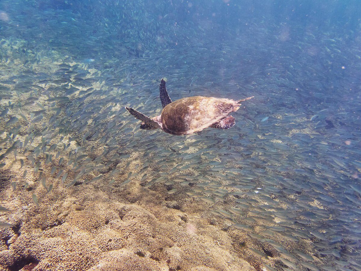 wanderingfolks_'s tweet photo. Wild ❤️ 

#huatulco #oaxaca #beachlife #pacificocean #mexico #mexicomagico #wanderlust #stayandwander #travel #instatravel #travelgram #wanderingfolks https://t.co/YngiOysqVw