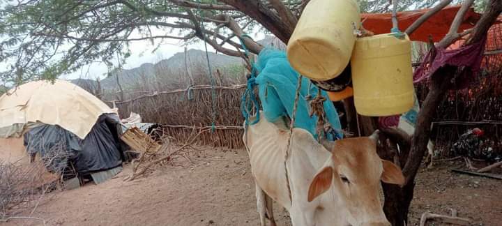 ole_abdinoor's tweet photo. When the cow becomes frail and fails to support itself, then pastoralists for the love of their livestock device all methods to make them look normal and strong when they are not.
The photo is from Buna, Wajir North where the drought is biting hard . https://t.co/2ICLpDyrWV