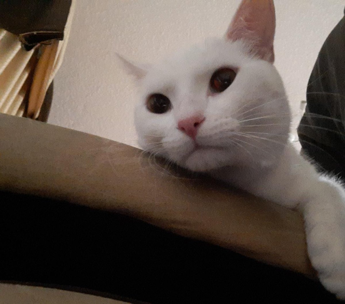 Ghabbo Del Valle R tweet media