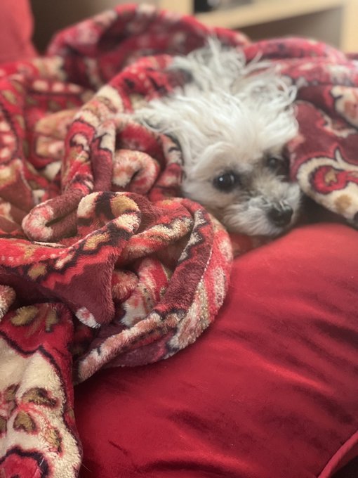 My little love is the absolute cutest. Best behaved dog I&rsquo;ve ever known, loves parties and friends, and<a href="/tag/lovense"class="tags"><span>#lovense</span></a>