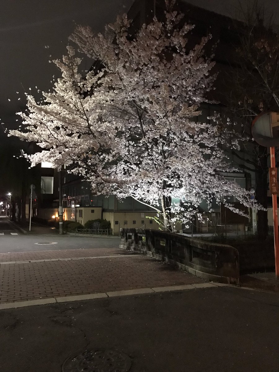 yokaisoho's tweet photo. Please enjoy this view as much as possible as Kyoto City is planning to cut this tree this year… 今年は良くこの花見🌸を楽しんでください、京都市は今年からこの木を切る予定になるから。#kyoto #kyotocity #京都市 https://t.co/FlvbGP5dIW