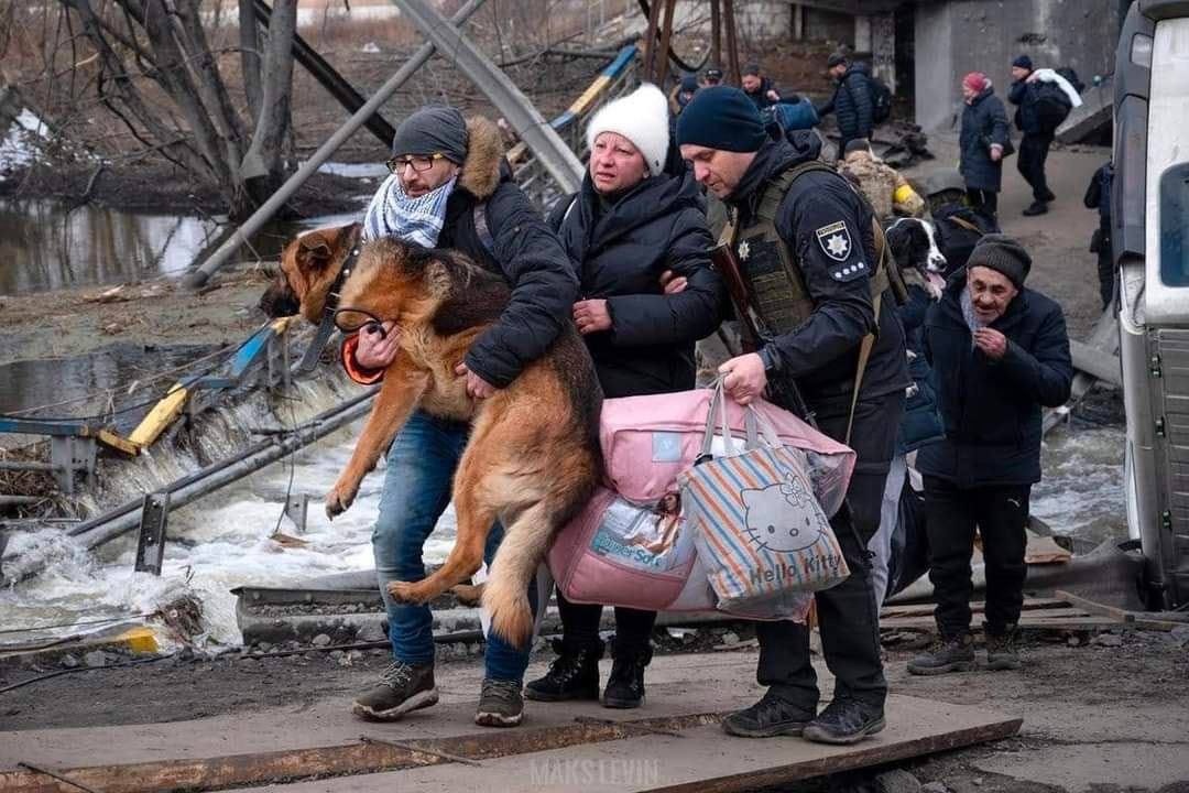 domdyer70's tweet photo. This photo from Max Levin was the last he had published from Ukraine before he went missing. It inspired me to campaign for British Government to allow in Ukrainian refugees with their pets. This will now happen, so sad that Max is no longer with us to thank RIP #Ukraine https://t.co/Q5prNI1jZl
