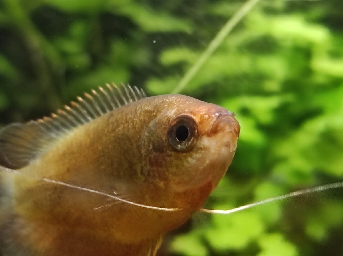 GermanShrimpZ tweet media