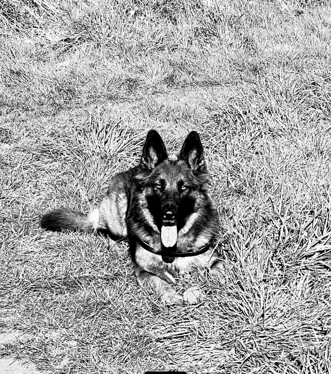 NicNic711's tweet photo. ๐ฅฐ #bbSummer #sunshine #walkies #MetPolPup #GSDxMali #DogsofTwittter https://t.co/dBbmReGVxk