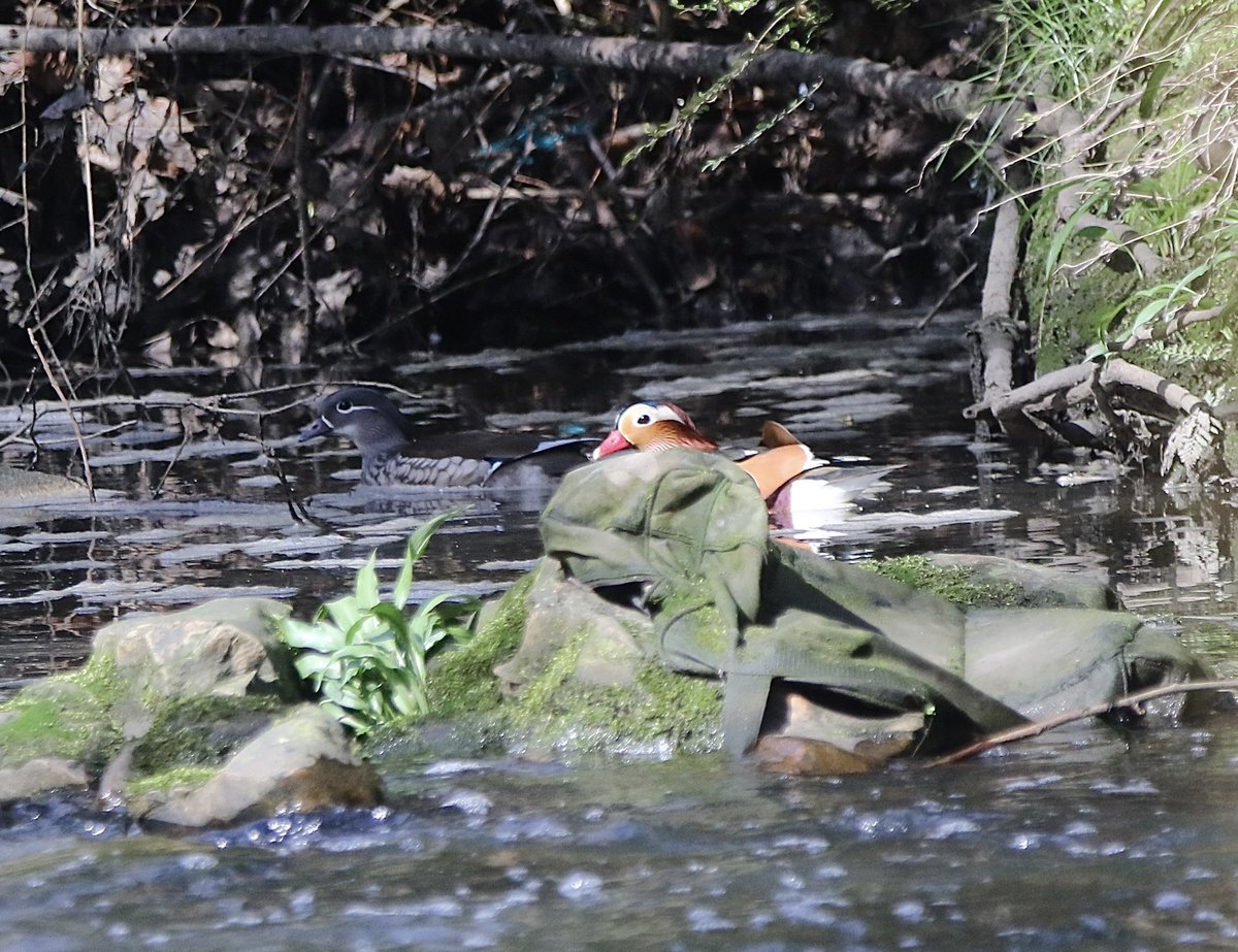 michael00771491's tweet photo. A pair of Mandarins this lunchtime at Lumley Park burn takes my #LocalBigYear list to 119 @DurhamBirdClub #birding https://t.co/HWYtXh6xAL