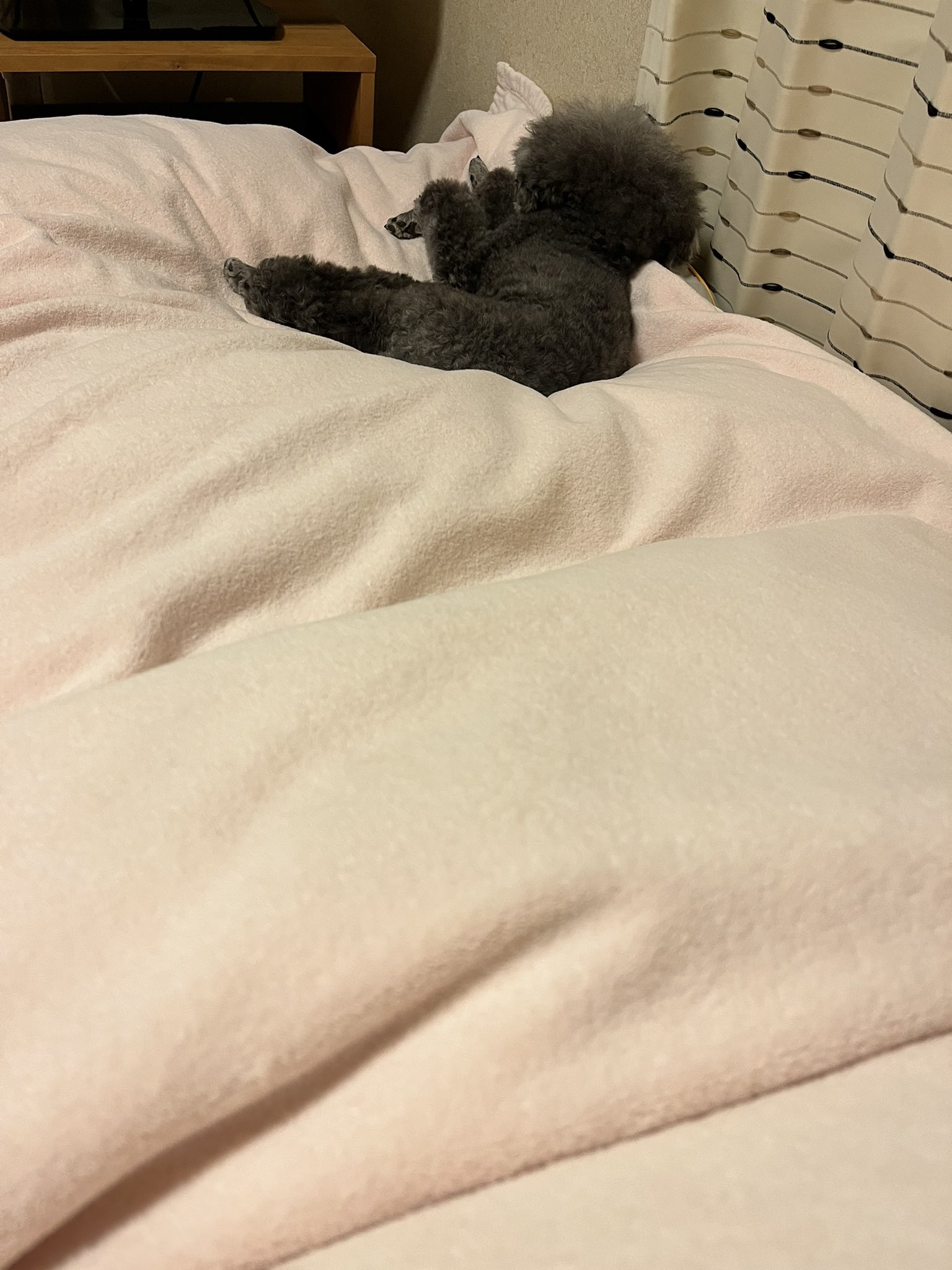 吉井 飼い主が元気になったら定位置で寝る犬 熱が出てた昨日一昨日は飼い主の肩や脇で寝てくれてたので やっぱり添い寝してくれてるつもりだったのかな 泣ける 正直とても寝にくかったけども ありがとう T Co Kfi1gjvqbf Twitter