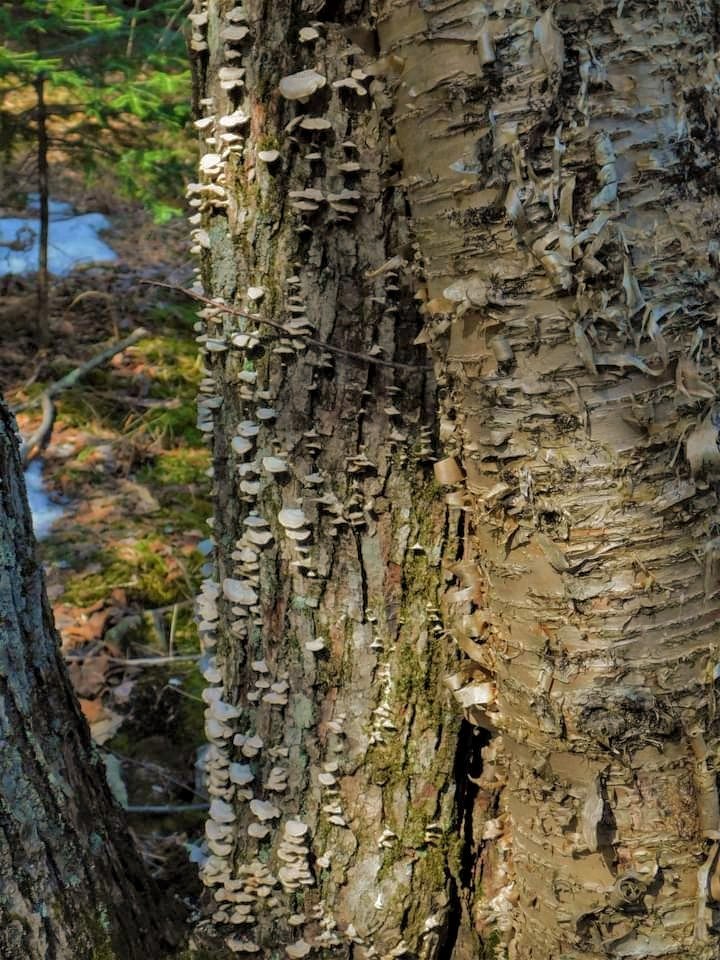 NancyErdmann10's tweet photo. Spring is a beautiful time to walk by the river!!
# mushroom tree #InterstateFalls #landscapephotography #NaturePhotography #naturelovers https://t.co/xqAwoPBVdY