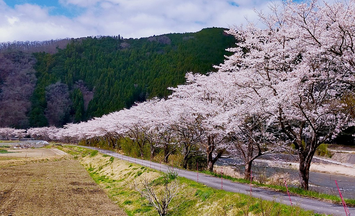 back_hanger's tweet photo. 今年も雨情華月様の
聖地お花見ドライブ☀️しました。桜は満開🌸チューリップ🌷はこれからでしたが一日満喫できました。
#雨情華月
#光都チューリップ園
#飛龍の滝 https://t.co/tpfOlmV9C4