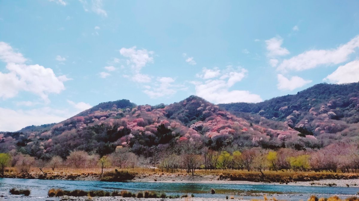 back_hanger's tweet photo. 今年も雨情華月様の
聖地お花見ドライブ☀️しました。桜は満開🌸チューリップ🌷はこれからでしたが一日満喫できました。
#雨情華月
#光都チューリップ園
#飛龍の滝 https://t.co/tpfOlmV9C4