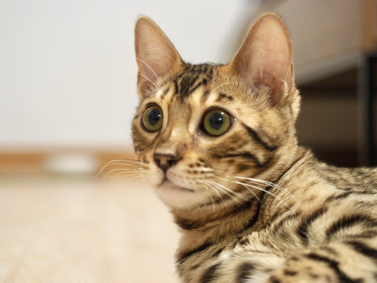 がっちゃんのお父さん (@Gacchannel) / Posts / X