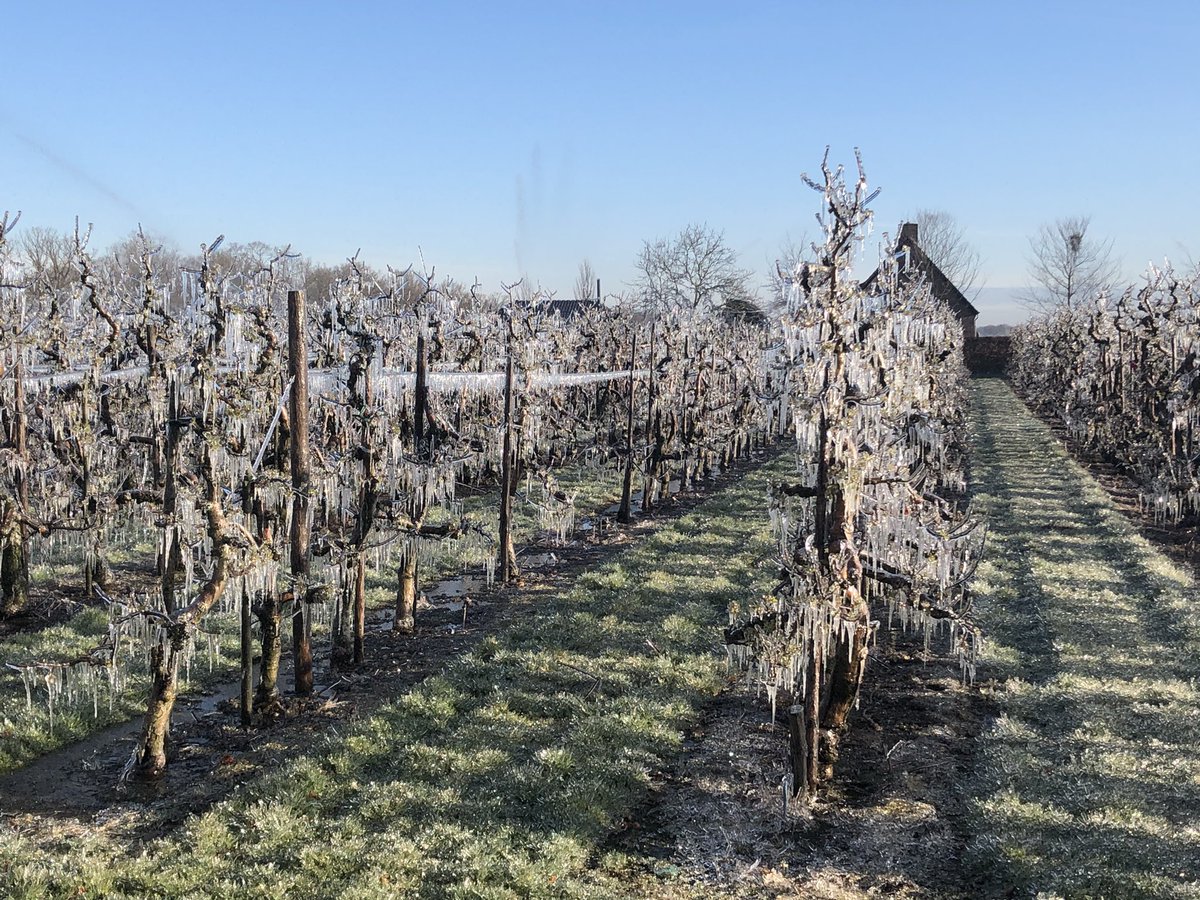 Kleppermenneke's tweet photo. Koudste nacht ooit op 3 april. Fruitbomen beregenen als bescherming voor de vorst. Levert een mooi plaatje op. Koud hé. https://t.co/ZdmagqtwWP