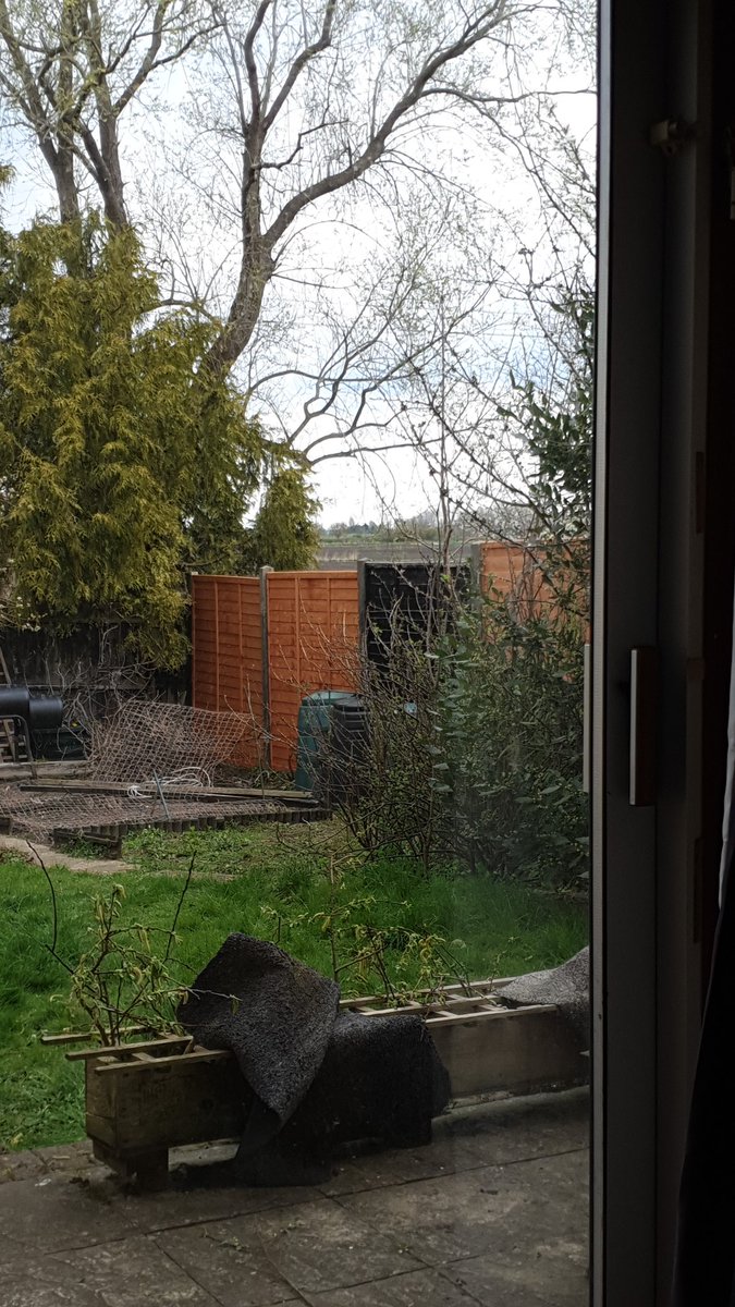 Jayna_Raxant's tweet photo. Ma fence has been fixed, finally! Now I can hop ma way across it when I fancy using the trellis or the tree at the bottom of the garden as a ladder. π
#nolegnoproblem https://t.co/YYpSgk2UH2