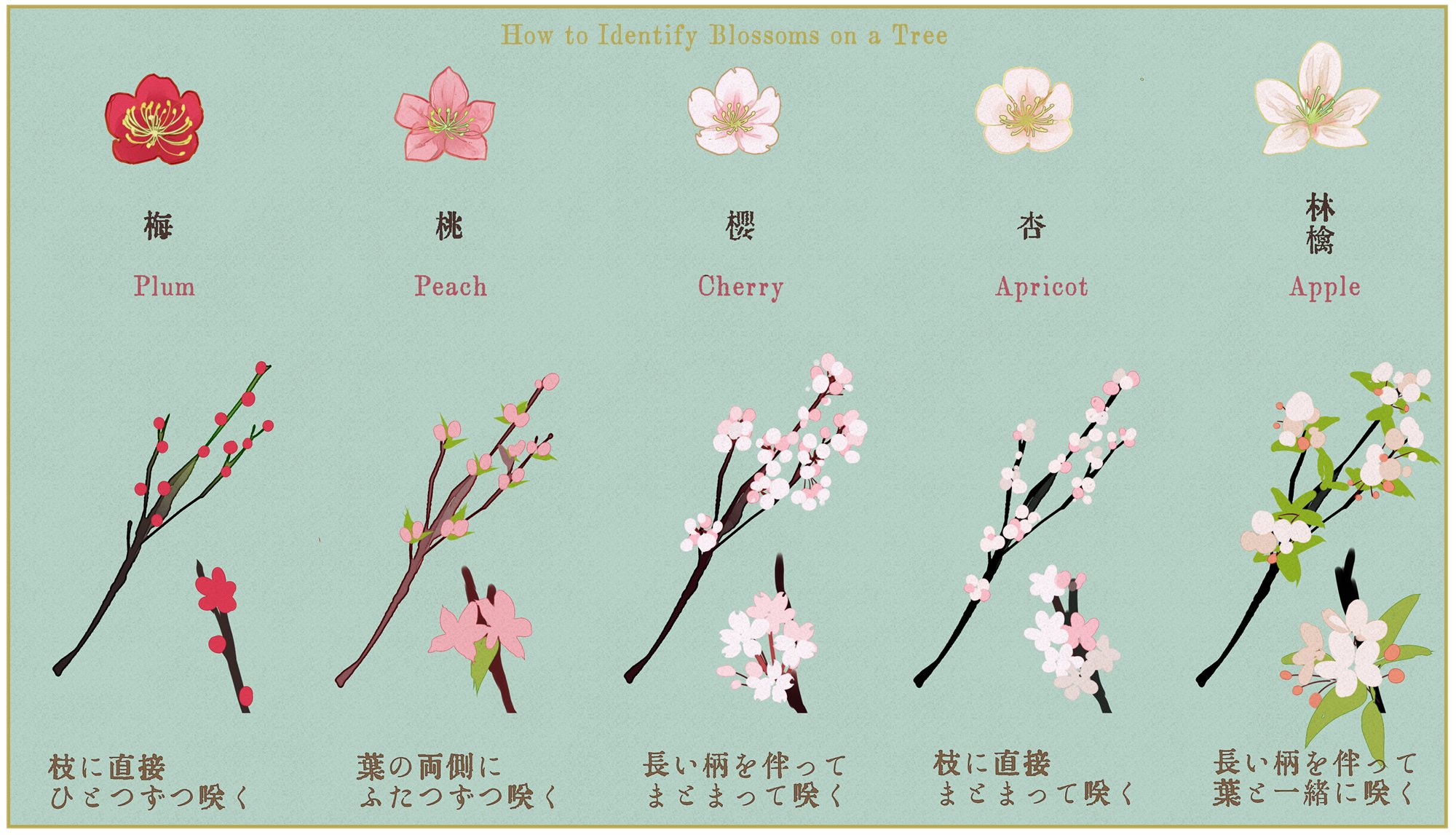 Snc 木に咲く花の見分けかた 梅 桃 桜 杏 りんごの花の違いについてまとめました これで好きなだけ花吹雪が描けるね T Co Is1ek25uuf Twitter