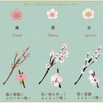 【保存版】木に咲く花の見分けかた梅・桃・桜・杏・りんごの違いとは