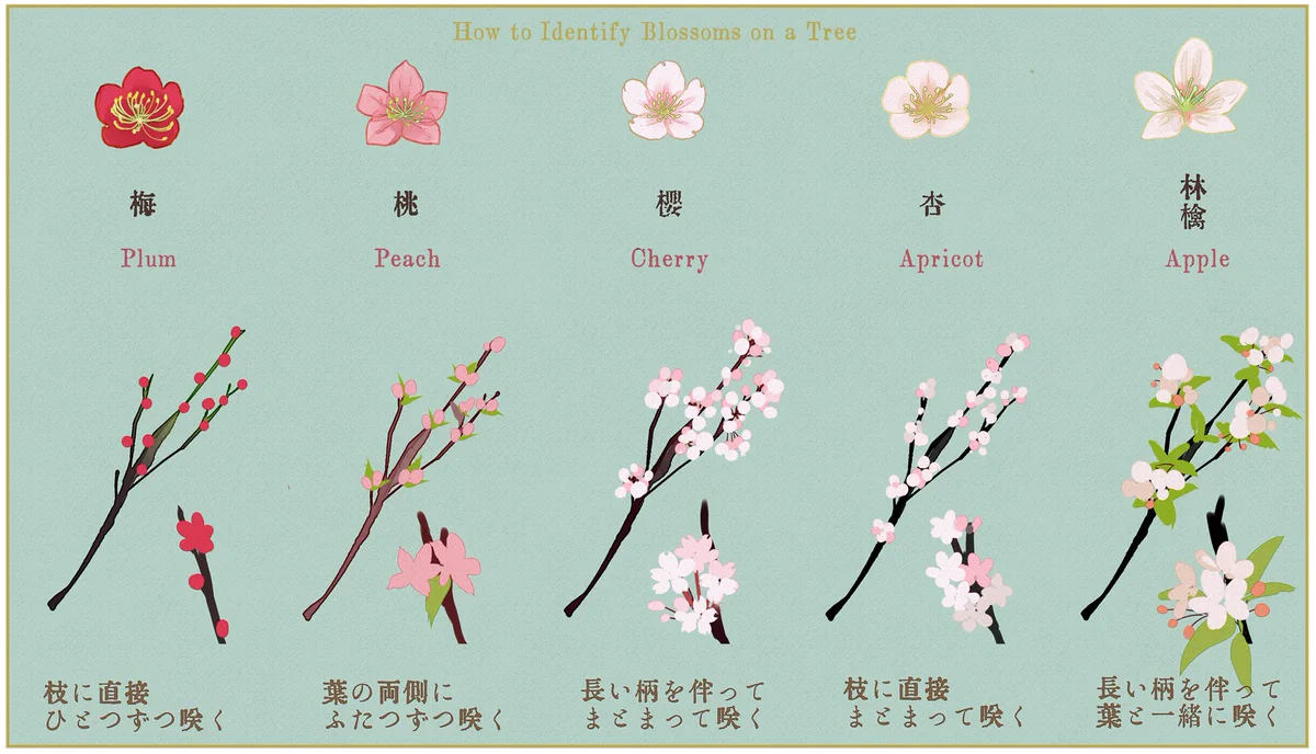 【保存版】木に咲く花の見分けかた梅・桃・桜・杏・りんごの違いとは