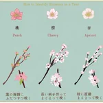 【保存版】木に咲く花の見分けかた梅・桃・桜・杏・りんごの違いとは
