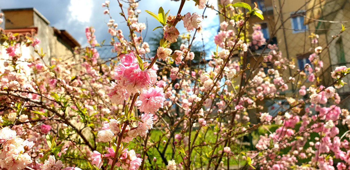 夫の実家の庭で満開の花。なんの花かな…そして義母ランチ♪