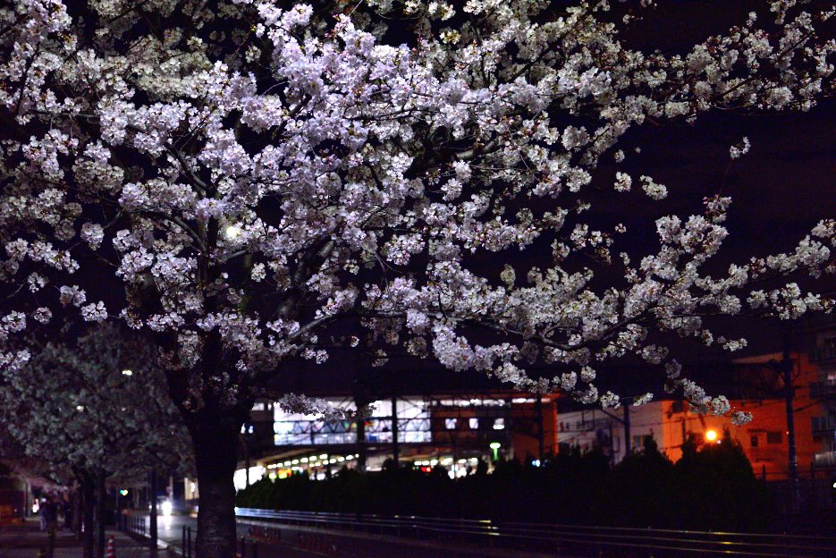 atsu0129_'s tweet photo. 近場の桜を…。

#さくら https://t.co/M6QowVJIoq