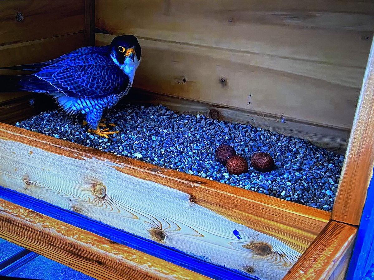 SethWellsTV's tweet image. The Peregrine Falcons on Spartan Stadium have welcomed their 3rd egg in the clutch! 👀 @wilxTV #FalconWatch