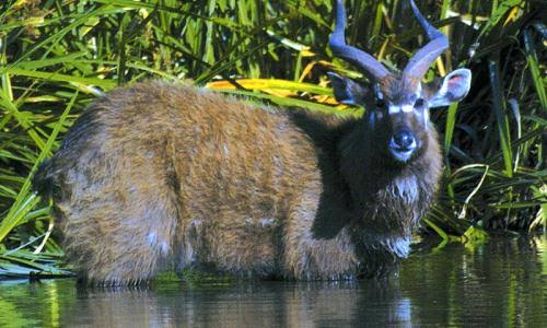 Saiwa National Park, the smallest park in Kenya with 3 km², created as habitat 4 the Sitatunga🦌 is a veritable haven for nature lovers and a forested 🌲🌴paradise filled with exotic flowers, trees and birds🦜. 
#tembeatujengekenya
#twendewesternkenya