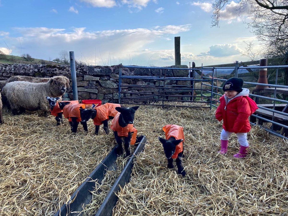 bernardsfarmuk's tweet photo. Flap your arms and they move away. Stay still & they approach. 18 months old & sheโs got it. ๐ ๐๐
#MiniShepherdess #BabyBetsy #FirstGenerationFarmer #RyelandFlockBookSociety #BernardsFarmRyelands #HillFarm #StaffordshireMoorlands @CarrsBillington #SheepLady https://t.co/dcu1nQAjpA