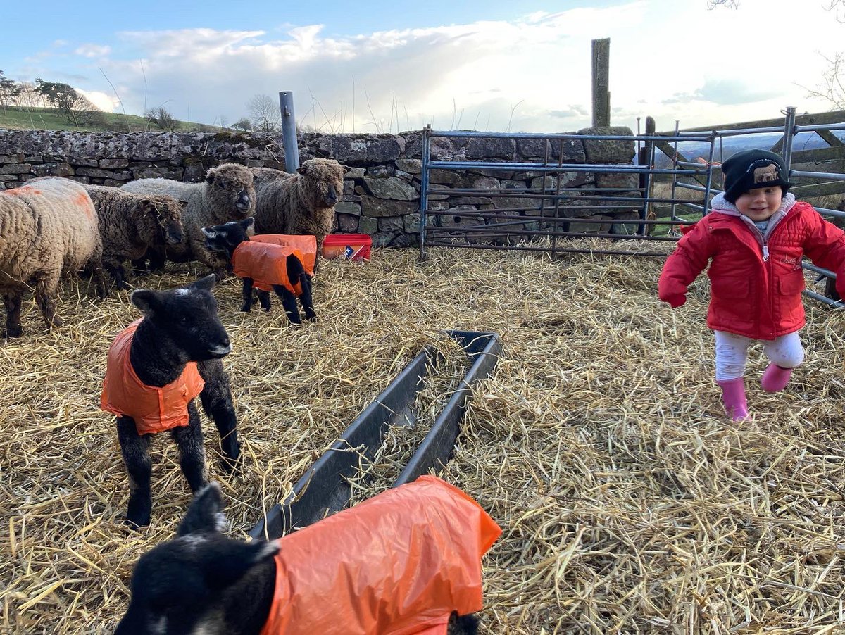 bernardsfarmuk's tweet photo. Flap your arms and they move away. Stay still & they approach. 18 months old & sheโs got it. ๐ ๐๐
#MiniShepherdess #BabyBetsy #FirstGenerationFarmer #RyelandFlockBookSociety #BernardsFarmRyelands #HillFarm #StaffordshireMoorlands @CarrsBillington #SheepLady https://t.co/dcu1nQAjpA