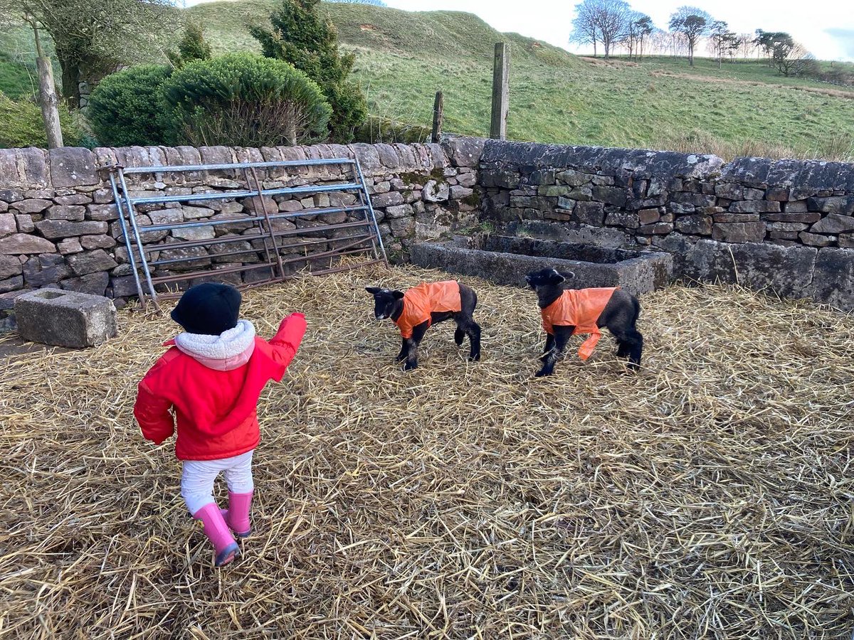 bernardsfarmuk's tweet photo. Flap your arms and they move away. Stay still & they approach. 18 months old & sheโs got it. ๐ ๐๐
#MiniShepherdess #BabyBetsy #FirstGenerationFarmer #RyelandFlockBookSociety #BernardsFarmRyelands #HillFarm #StaffordshireMoorlands @CarrsBillington #SheepLady https://t.co/dcu1nQAjpA