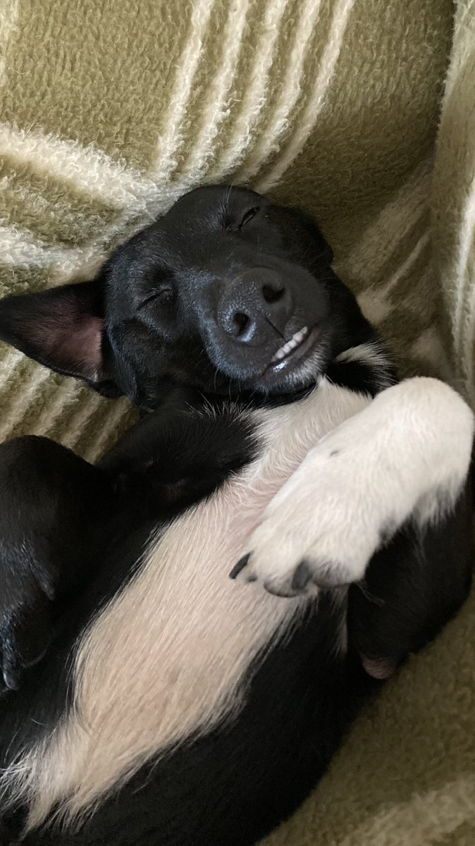 AnitaBollmann's tweet photo. This is how my dog is coping with winter weather coming back after marvelous spring weather. Could not agree more. ;) #winterweatherdogmood #Sundayfeeling #springcomeback https://t.co/pwvSPjqrDB