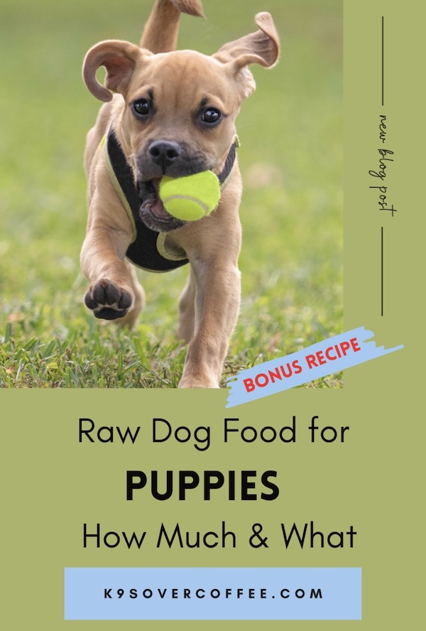 K9s Over Coffee tweet media