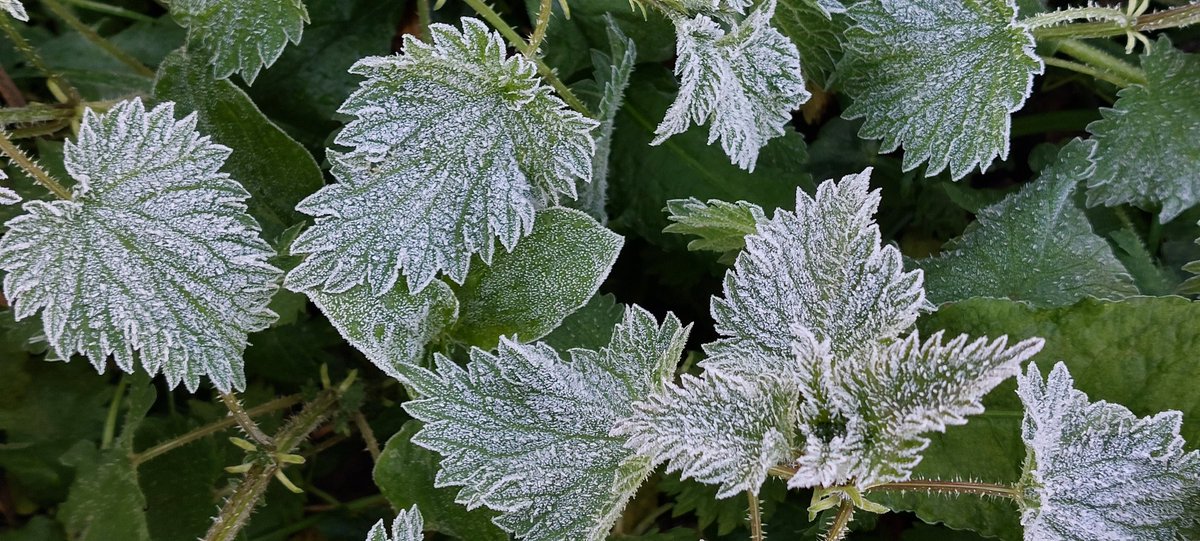 BevHunt72's tweet photo. So it's a frosty morning in #Cornwall but perfect for walking & completing #Walk13 of my 55 walk challenge for #OneMedicine @HumanimalTrust ...#Truro taking in St Clement & the river..to find out more about my challenge and to donate, please click below.
https://t.co/9UUUGXoP5Q https://t.co/iePQWMObco