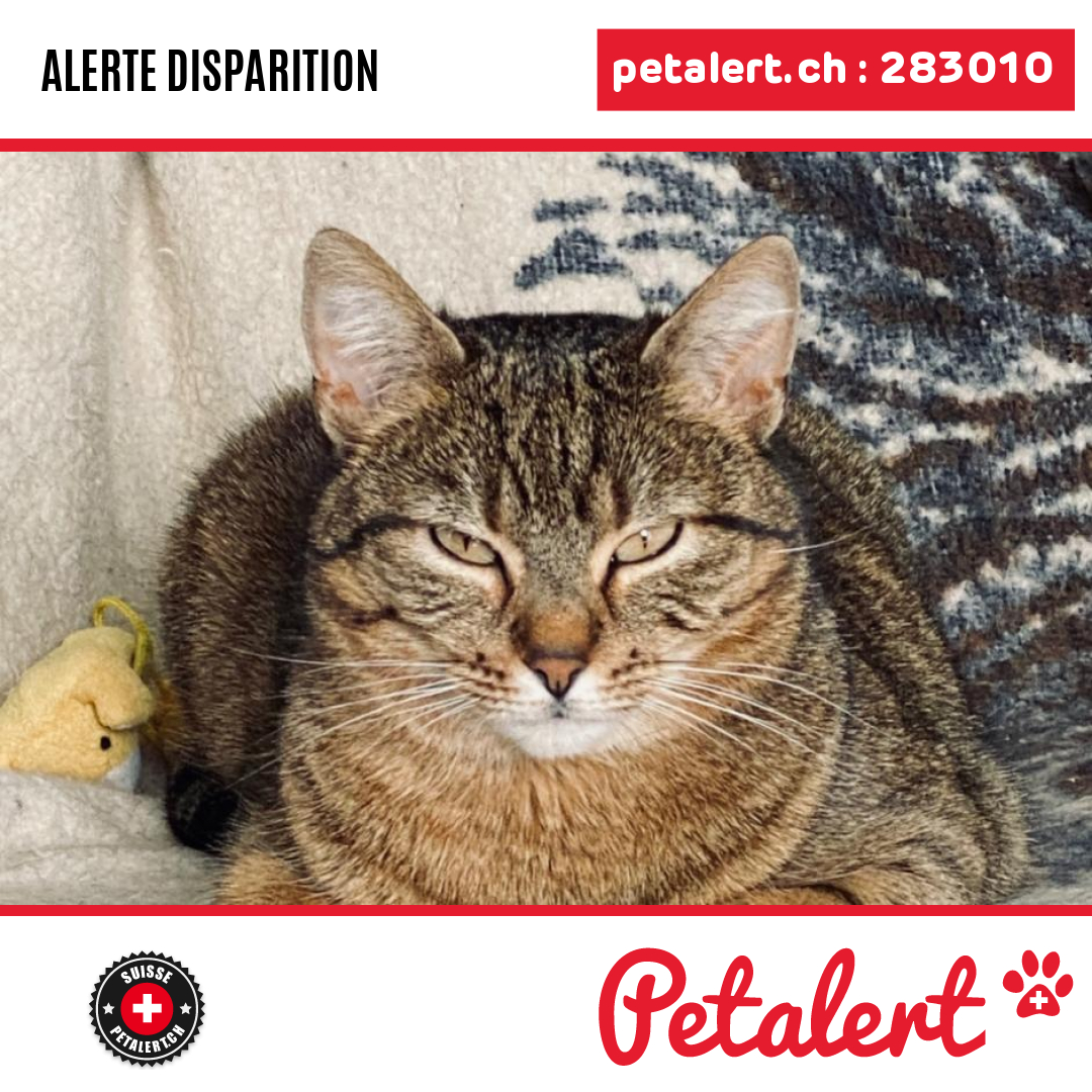 petalert_suisse's tweet photo. Disparu #Chat #Vaud #Denges #Petalert #PetAlertVD / https://t.co/hHfRzhXaJ1 https://t.co/PJdGmrE6l5