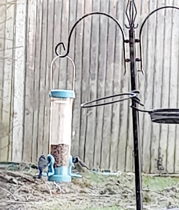 HannahL_B91's tweet photo. On this cold April morning it was a joy to see these two bluetits on the bird feeder getting their breakfast! I was lucky to get a picture, they're so agile I wasn't sure i'd be able to. @Natures_Voice  #bluetit #birdphotography #garden #birds #nature #wildlife https://t.co/PCnI8i99RC
