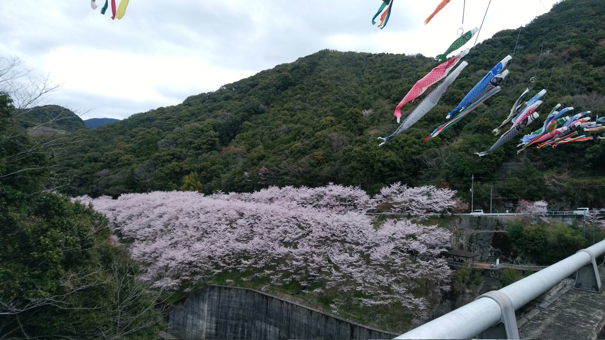 mae3yo's tweet photo. 近所の桜はこんな感じでした。 https://t.co/veUKaGm7kD