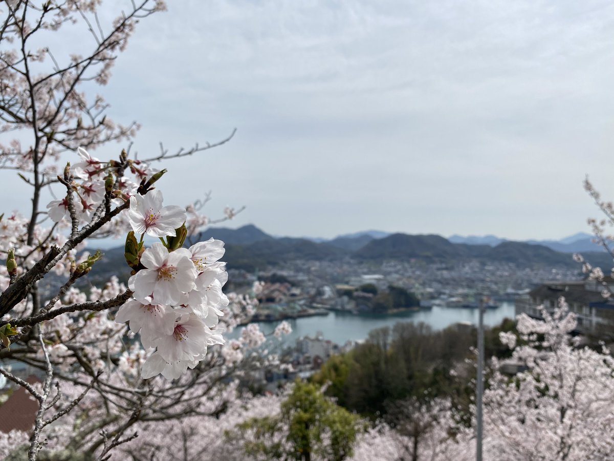 nn6kk's tweet photo. 尾道で花見をしてきました。
毎年妻と桜を見るのが行事になりそう。 https://t.co/A15Kql7l9x