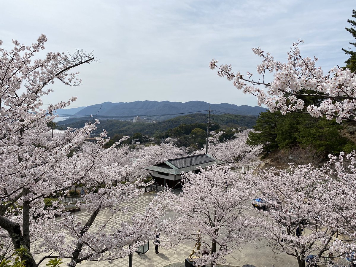 nn6kk's tweet photo. 尾道で花見をしてきました。
毎年妻と桜を見るのが行事になりそう。 https://t.co/A15Kql7l9x