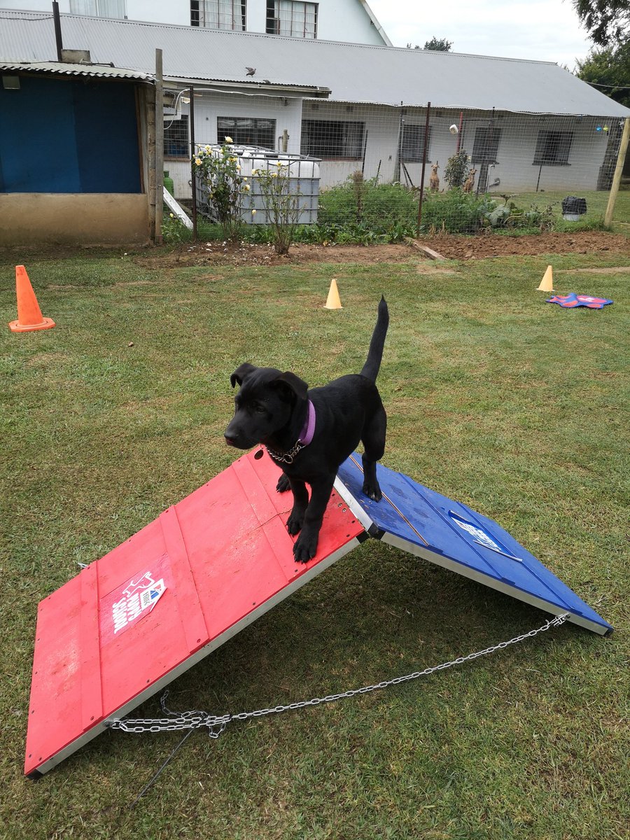 Is your dog driving you crazy? Not listening? Contact K9 Academy at trainingk9.co.za