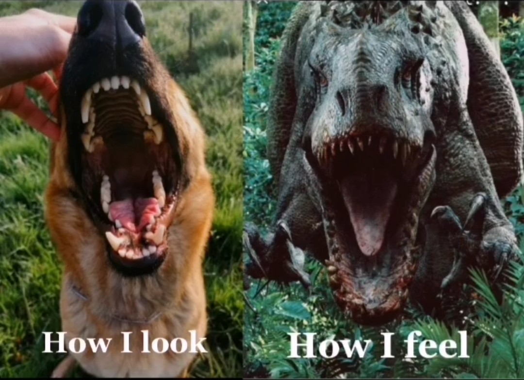 How I look vs How i feel🐺🦖
#GermanShepherd #dogsoftwitter #dogecoin #memesdaily